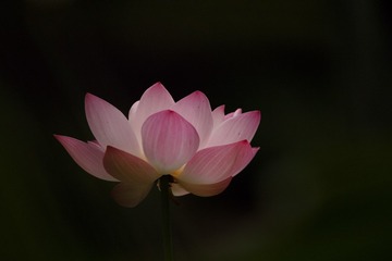 A1990715-FC18-4BD2-8CE8-C566DCB38353/L0/001