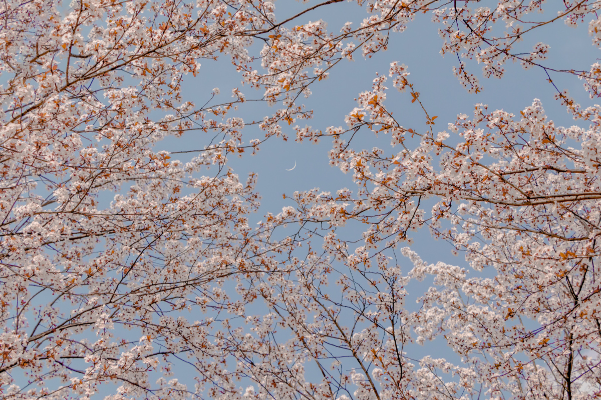 手机壁纸跟ipad壁纸送给我的3万粉丝们呀