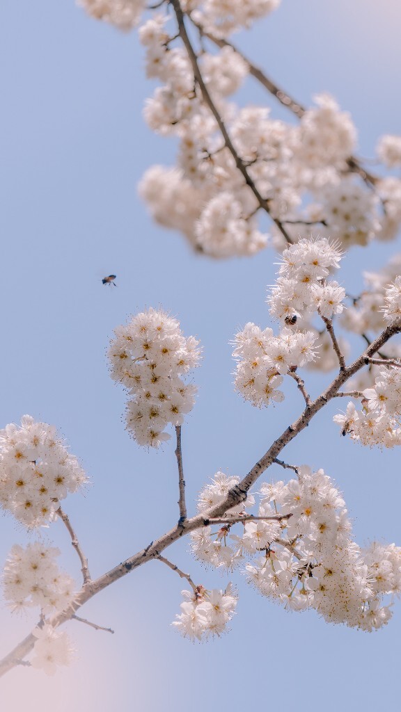 初春的花 Youchenc