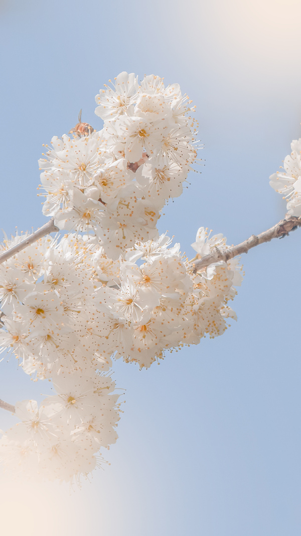 初春的花 Youchenc