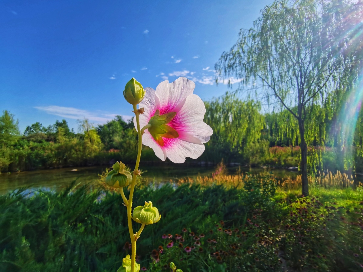 湖边花