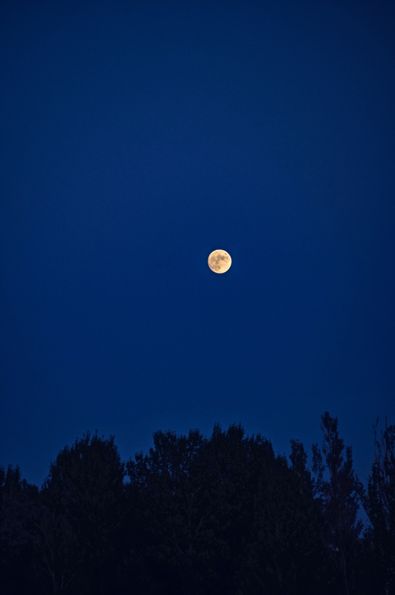 今日特价十五的月亮十四元