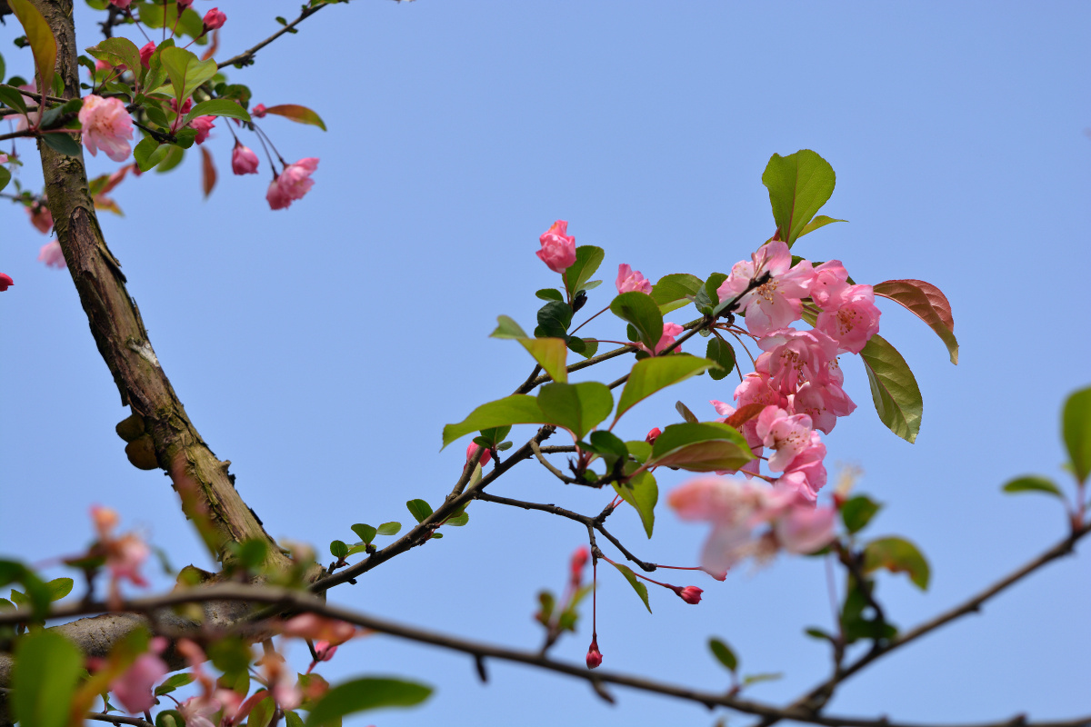 绿肥红瘦——海棠花开