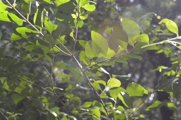 _DSC0043