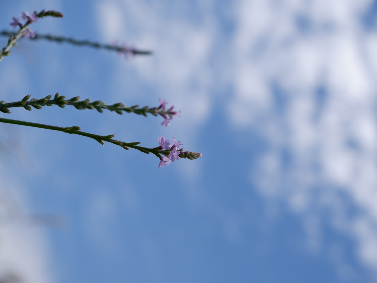 晴空万里万物明朗