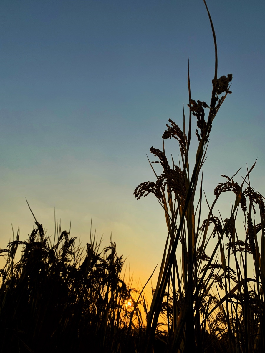 稻田黄昏