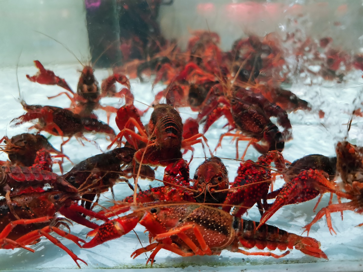 水中小龙虾