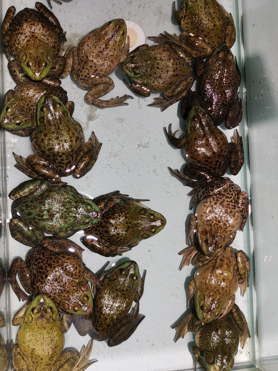 青蛙养殖品种,青蛙养殖有哪些绝招?