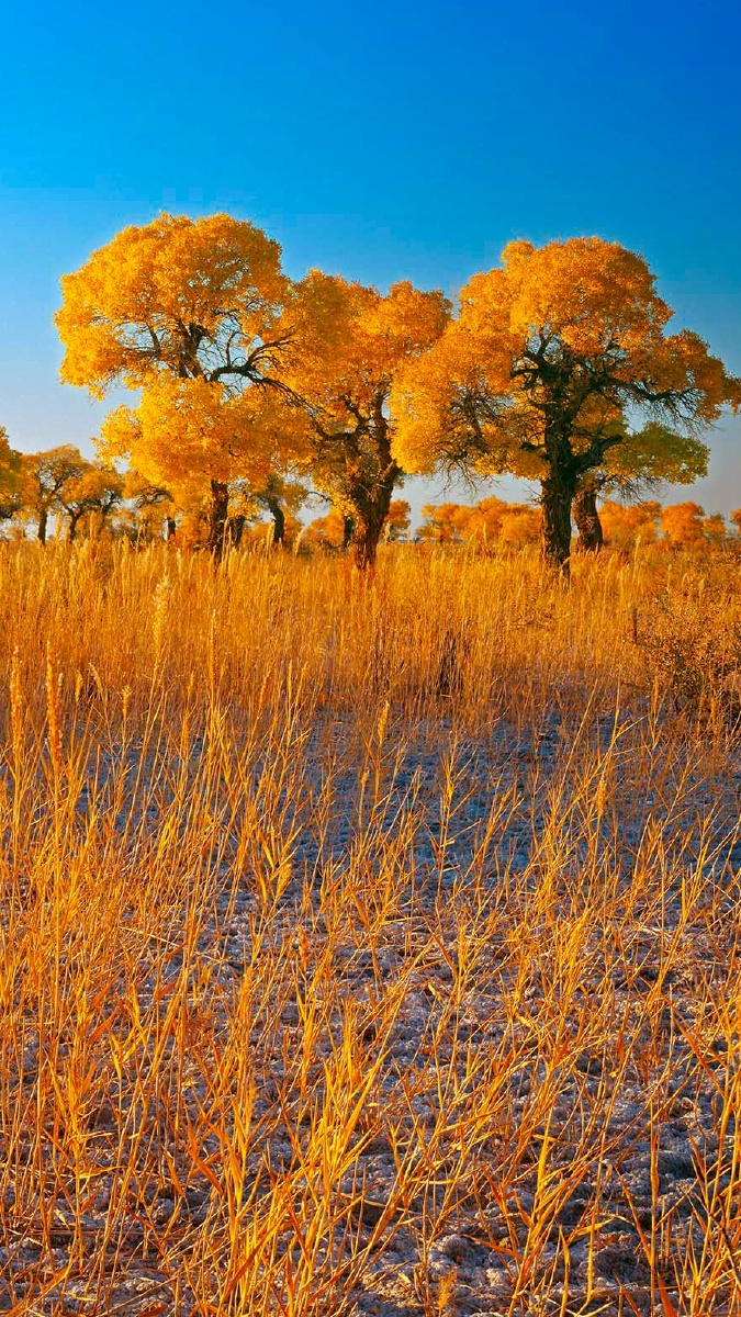 金色胡杨