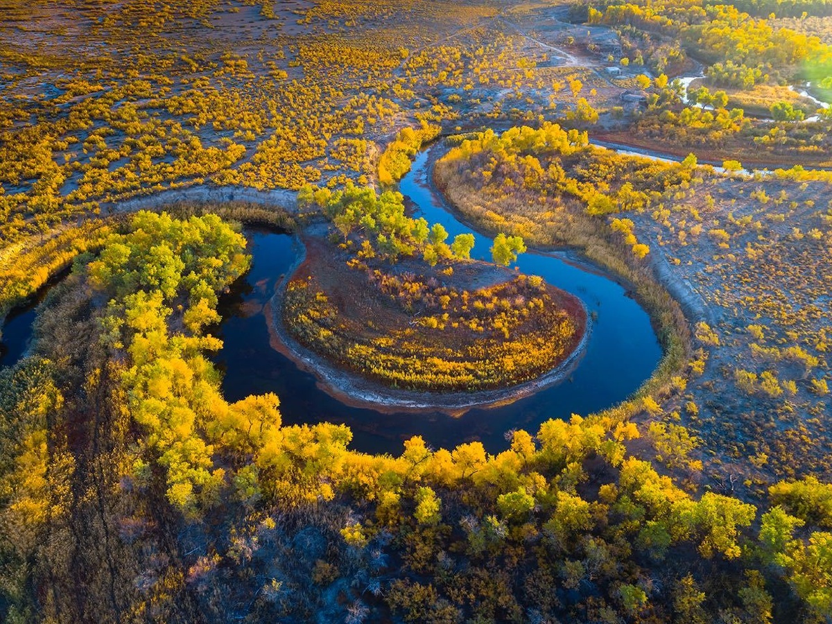 准噶尔盆地沙漠伏地的五道拳 - a-沈久泉 - 图虫