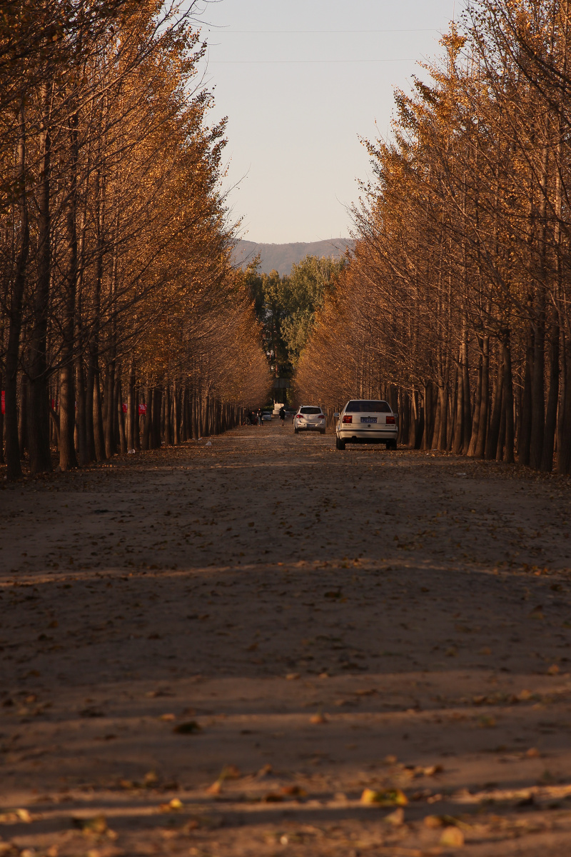 北京昌平张各庄银杏林