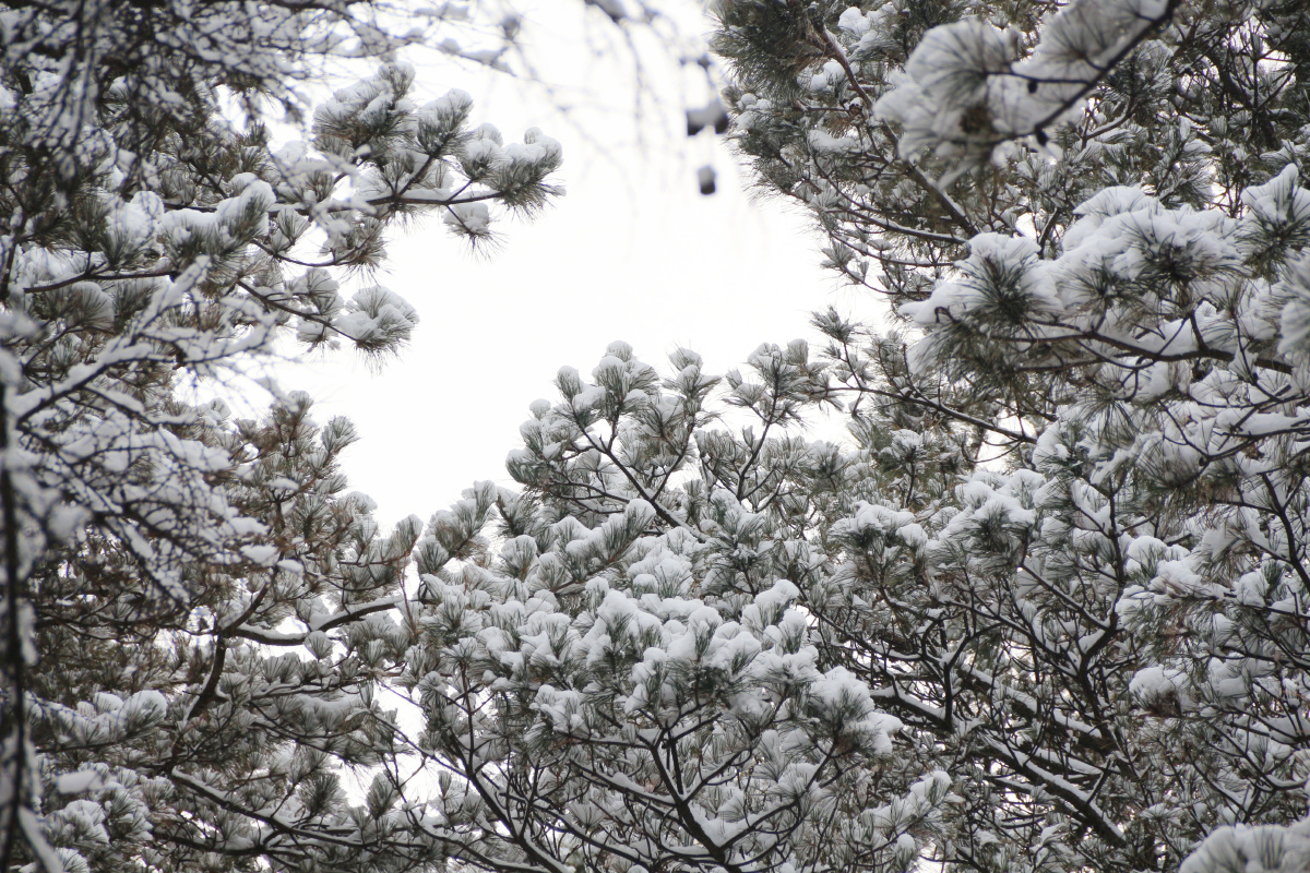 雪后的松树桥边
