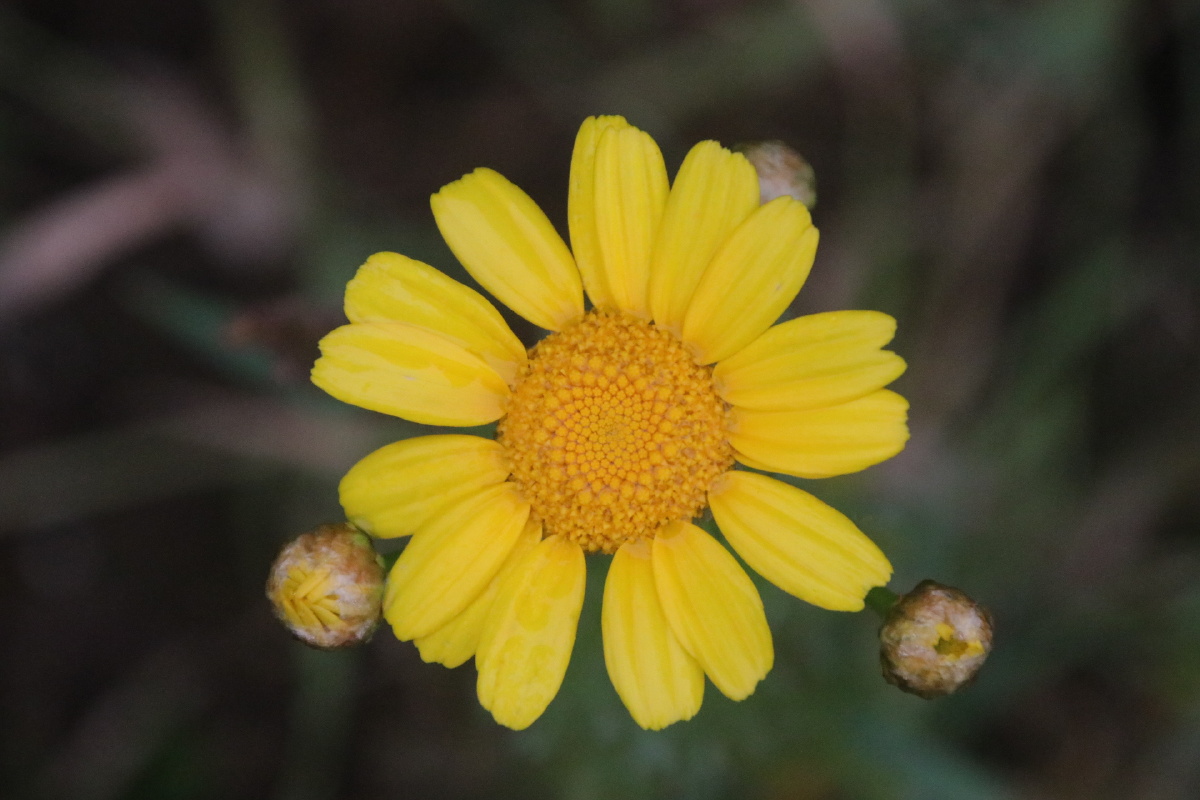 长这么大也是第一次见茼蒿花茼蒿花花语:丰富 多才多艺希望看到此花的
