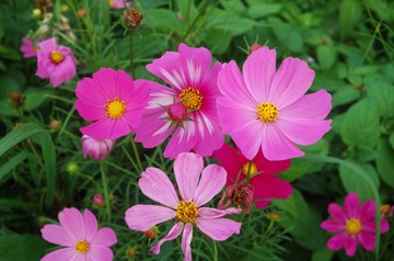 二月花开
