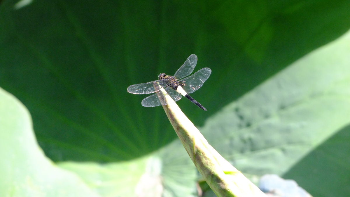 蜻蜓- 春天彩虹 - 图虫