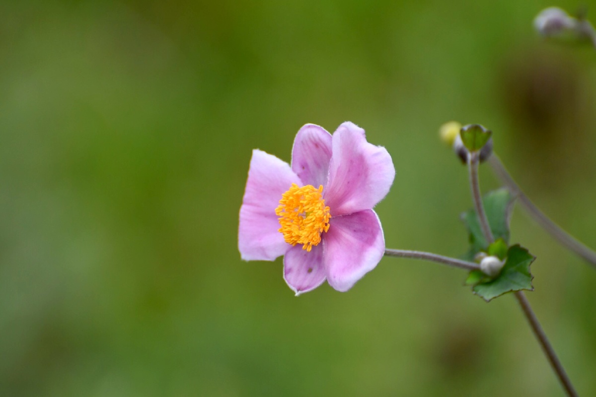 野棉花 - 法卡山参战老兵 - 图虫