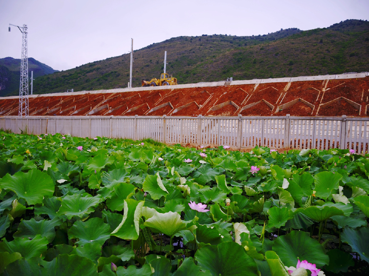 弥勒竹园高铁边的荷花塘腾龙3518镜头vc