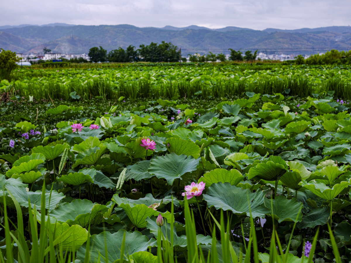 弥勒竹园高铁边的荷花塘腾龙3518镜头vc