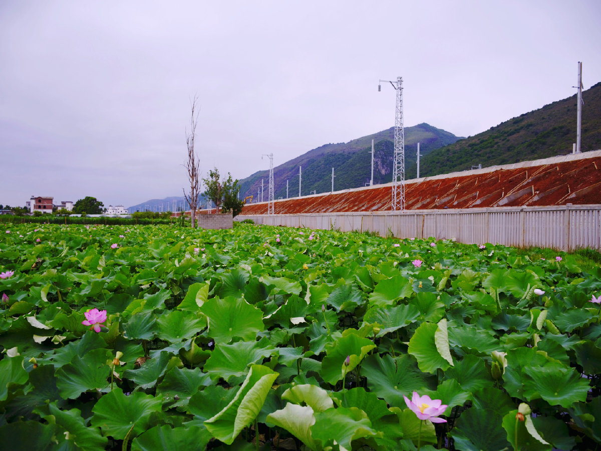 弥勒竹园高铁边的荷花塘腾龙3518镜头vc