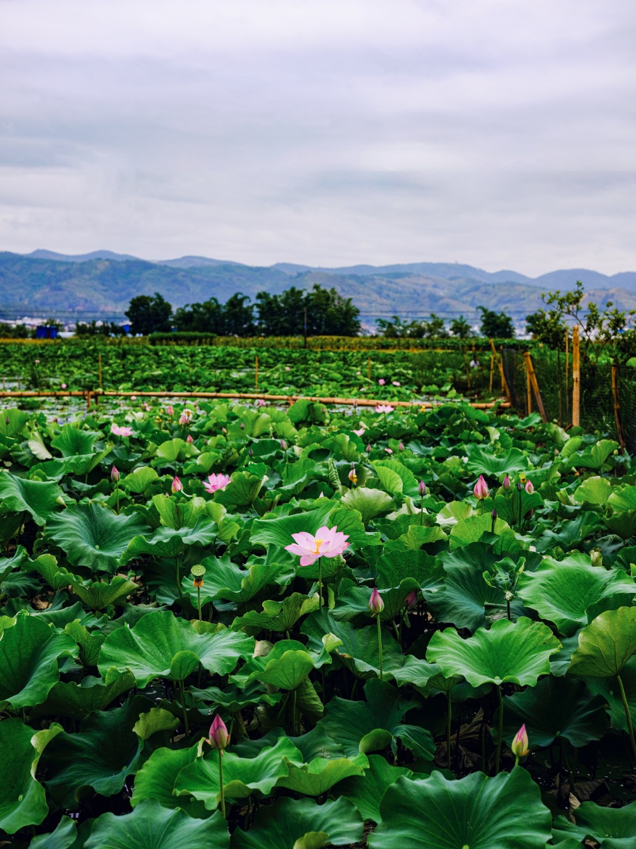 弥勒竹园高铁边的荷花塘腾龙3518镜头vc