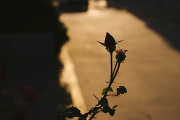 81BBF3A0-36F6-477C-8933-860CA56942AC/L0/001