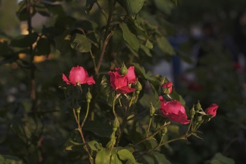 2ED09142-A436-4DD1-904C-7B265ADE0954/L0/001