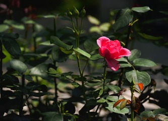 49577576-E76B-495E-8986-37B0708F516A/L0/001