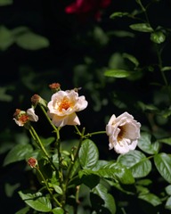 1550B510-70F4-465D-9E41-DDEC3788E801/L0/001