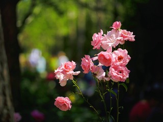 81FC6363-C870-408D-A5D3-4D1546676841/L0/001