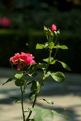 5D85B6A5-377C-4ABF-B9CE-E0C031753BC1/L0/001