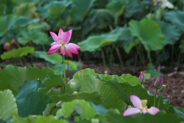 DD81D162-2D1B-4103-9CD2-6B764A09D9B9/L0/001