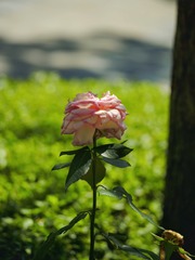 4B9DA596-DF89-4DE8-8C6F-8DC963B3EC76/L0/001