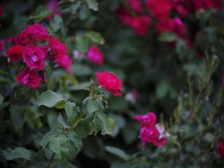 28F41F49-18E9-48D6-8BB6-448DEE770DB9/L0/001