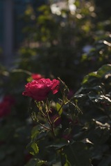 1439699C-1312-40B4-84CB-A1CB2E475019/L0/001