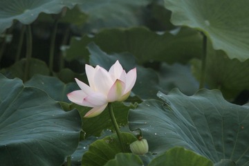 1C64D8FD-69AB-4B9C-B6E9-E04E4330C5AB/L0/001