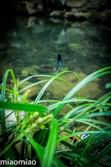 IMG_5331-2