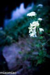 IMG_5307-2