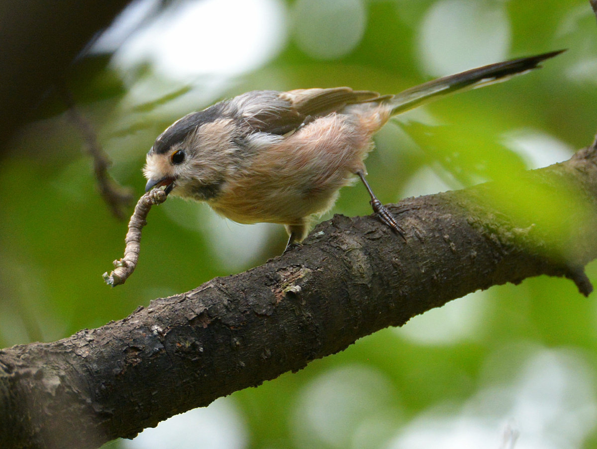 捕虫高手长尾山雀.