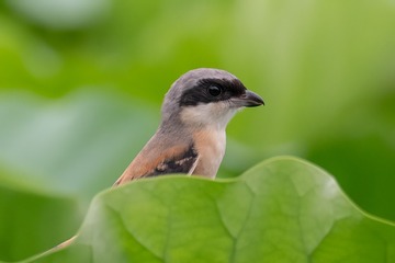 9AA4E0F6-210A-4EF6-B3CF-70092F001CE5/L0/001