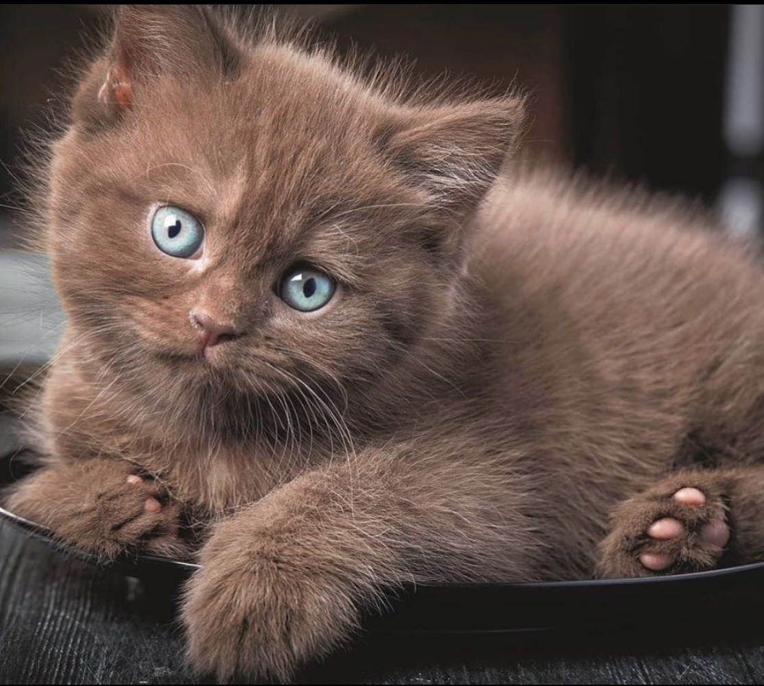 宠物猫可爱死了谁不想拥有一个这么可爱的小