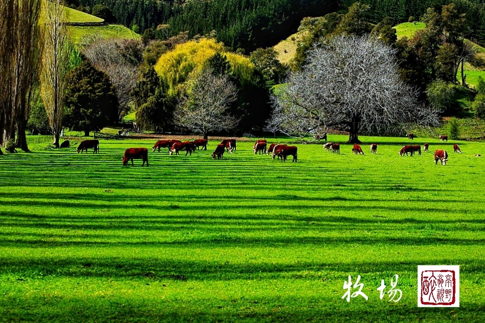 清晨静静的牧场一群黄牛在悠然吃草