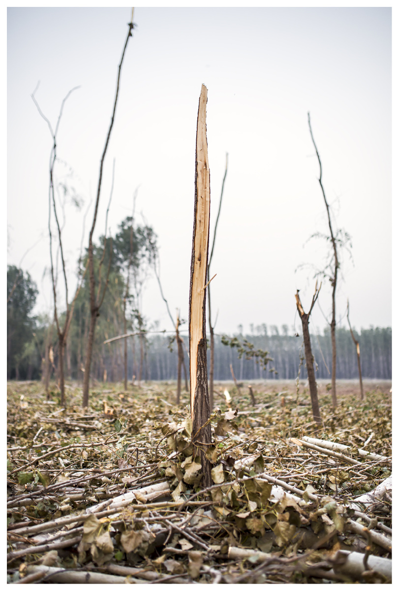 被拦腰折断的小树
