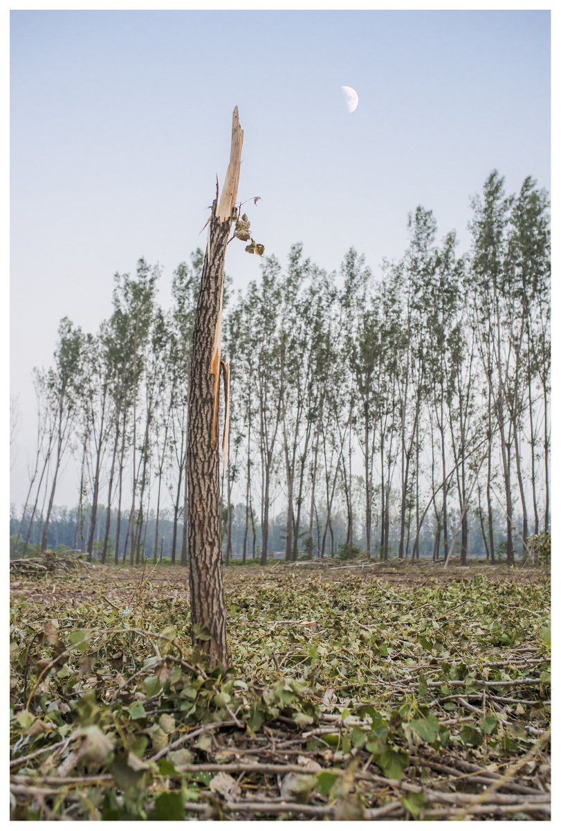被拦腰折断的小树,在一轮新月下显得格外突兀
