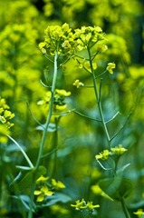 白菜花IMGP6050