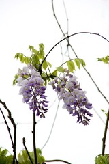 紫藤花，葛花IMG_3117