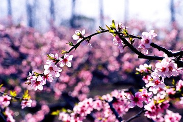 桃花，多次曝光000007