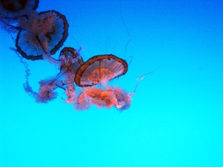 IMG_4131-