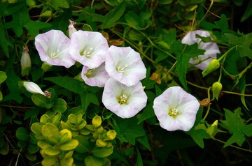 牵牛花，白喇叭花DSC_8596