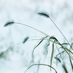 茅草，雪地008