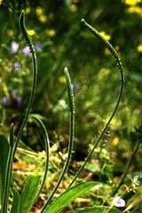 草IMG_4004